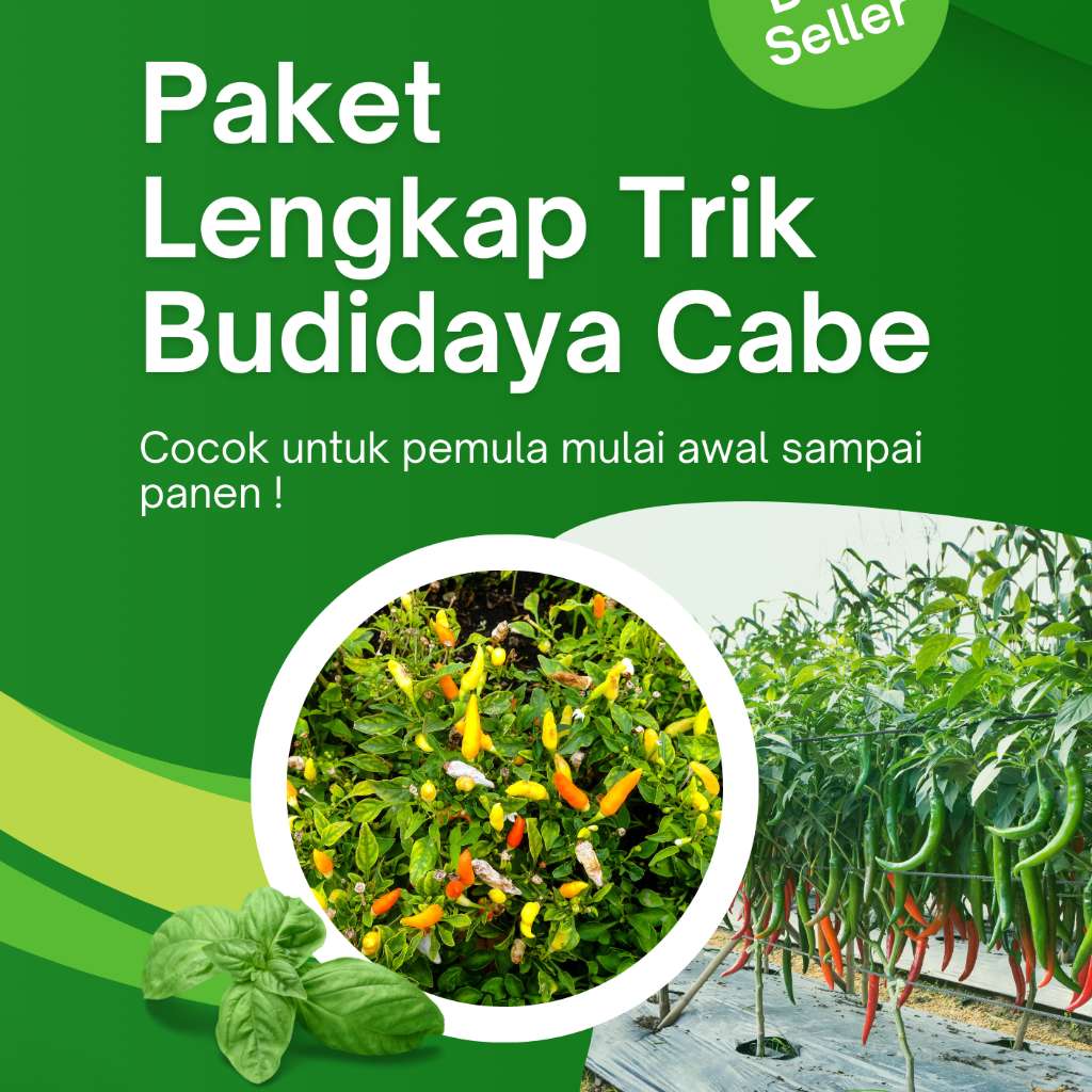 Paket Lengkap Trik Budidaya Cabe